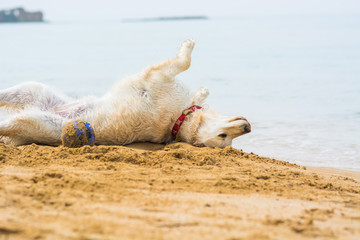 Golden retriever on the beach