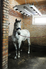 Grey horse in special solarium for horses during the procedure