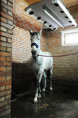 Grey horse in special solarium for horses during the procedure
