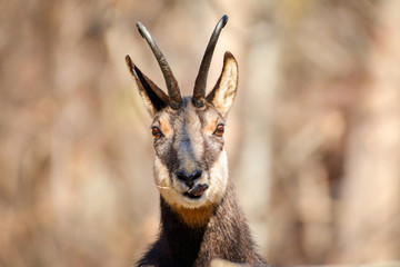Alpine chamois snout. Gran Paradiso National Park, Italy
