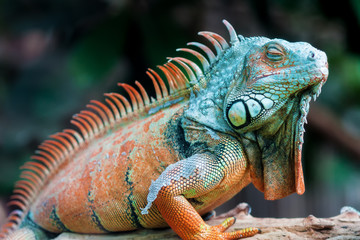 Fototapeta premium Sleeping dragon - Close-up portrait of a resting orange colored male Green iguana (Iguana iguana).
