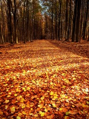 Forest Road in autumn. Autumn Landscape. Colors of leaves
