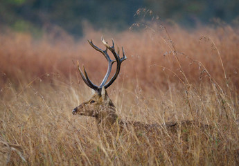 Deer with beautiful horns standing in the grass in the wild. India. National Park. An excellent illustration.