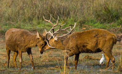 Two deer fighting each other in the mating season in the wild. India. National Park. An excellent illustration.