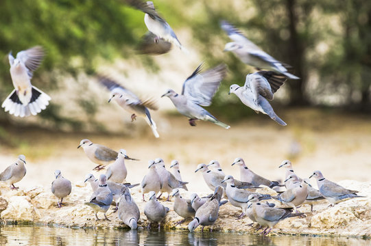 Cape Turtle Doves drinking from a waterhole at dawn