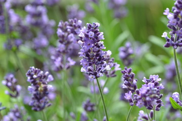 Lavendel Blüten Makro