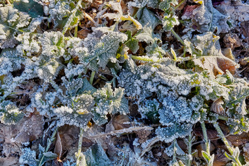 Winter field with frozen leaves