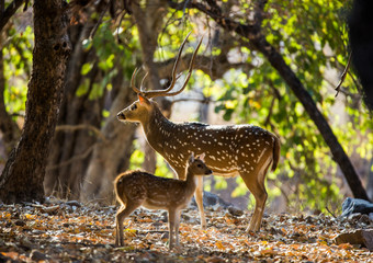 Naklejka na ściany i meble Deer with beautiful horns with a baby stands jungle in the wild. India. National Park. An excellent illustration.