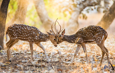 Obraz premium Two deer fighting each other in the mating season in the wild. India. National Park. An excellent illustration.