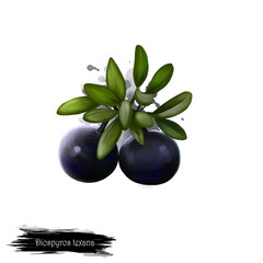 Diospyros texana fruit isolated on white. Digital art watercolor illustration. Texas persimmon, Mexican or black persimmon. Chapote manzano or prieto, tzapotl. Black berries with leaves