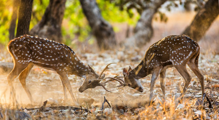 Two deer fighting each other in the mating season in the wild. India. National Park. An excellent illustration.