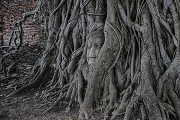 Buddas Kopf im Baum