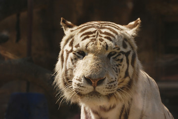 Белый тигр крупным планом