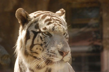 Белый тигр крупным планом