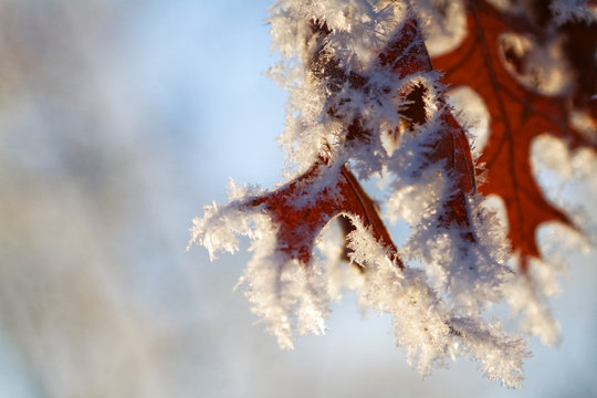 rot leuchtende Ahorn Bl&auml;tter gefroren und mit Eis bedeckt im Winter