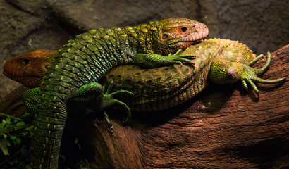 Relaxing Lizards