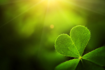 clover leaf in lens flare for Valentine background