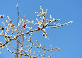 Hagebutten im Winter