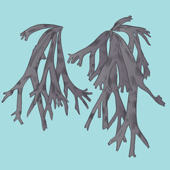 Exotic flowers set. Botanical vector vintage illustration.