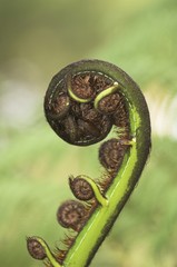 New Zealand tree fern Koru Punga