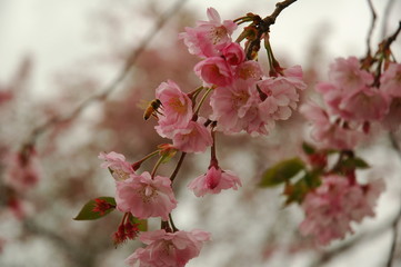 Pink Cherry Blossom flowers