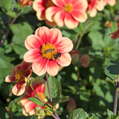 Dahlien, Dahlias