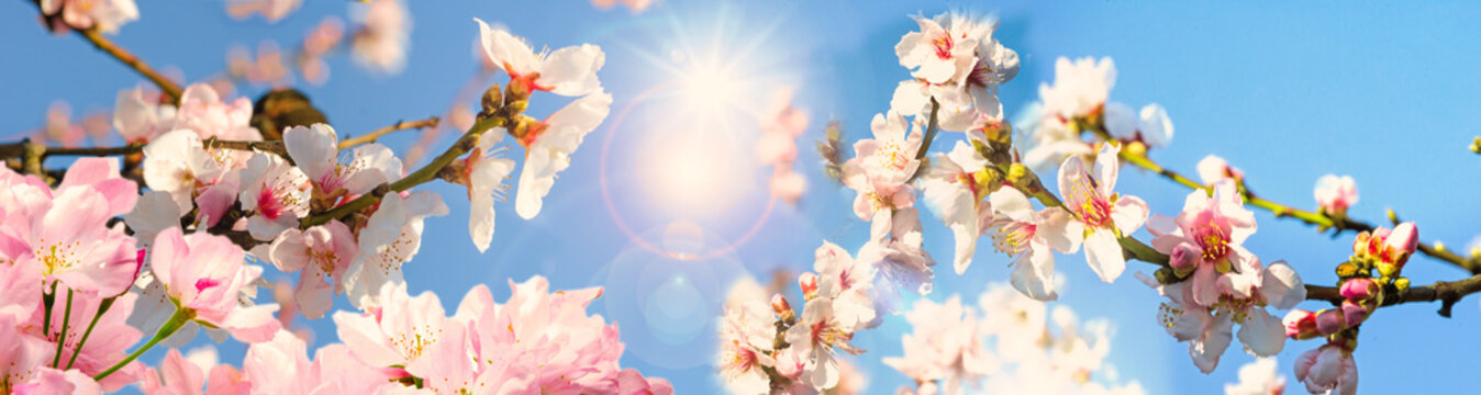 Glückwunsch, alles Liebe: Mandelblüten vor blauem Frühlingshimmel :)