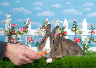 brown and white dwarf bunny laying in green grass facing viewer, male hand feeding baby carrot....
