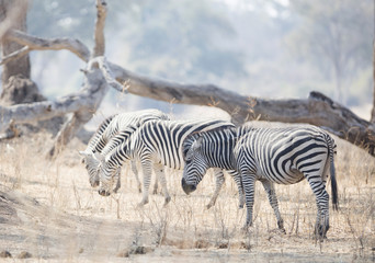Fototapeta na wymiar Free Roaming Zebras