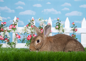 brown rabbit sitting in green grass, sideways facing viewers left. White picket fence with small...