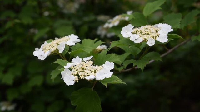 Arrowwood or viburnum bush blossoming in spring with partly unfolded flowers and green leaves