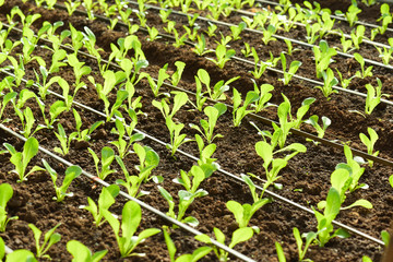 Organic Cos Lattice in greenhouse.