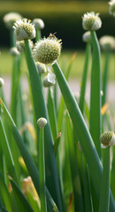 Allium fistulosum /  Welsh onion 