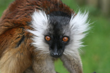 Lemur close-up