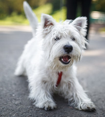 Woofing white fluffy dog sitting on asphalt. West Highland Terri