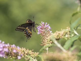 Eastern tiger swallowtail, Papilio glaucus