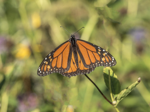  monarch butterfly,Danaus plexippus