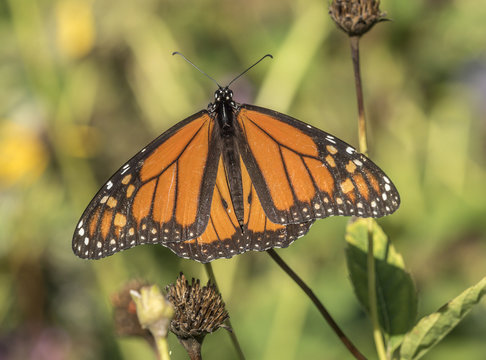  monarch butterfly,Danaus plexippus