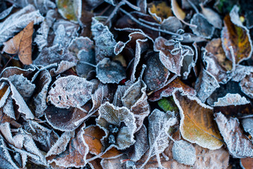 Autumn Leaves Covered In Morning Frost