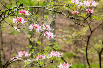 Pink Azalea Blossoms