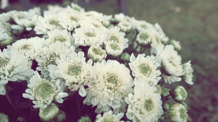close up white daisy flowers, event decoration, vintage dramatic background, sad valentine, Christmas and new year