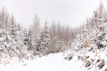 Obraz premium view of winter landscape in forest