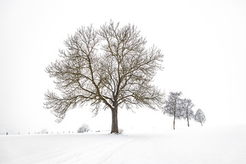 single tree of the meadow in winter