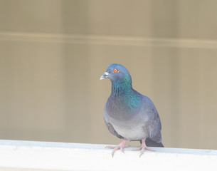 domestic pigeon actions on window