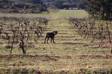 chien cane corso sans une vigen