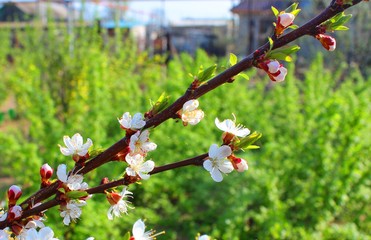 Spring morning. Apricot