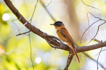 Madagascar bird Paradise-flycatcher, Terpsiphone mutata
