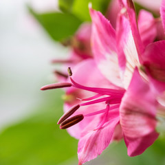 Fototapeta premium Beautiful alstermeries