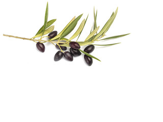 Ramas de olivo y aceitunas sobre fondo blanco