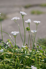 Allium neapolitanum / Neapolitan Garlic